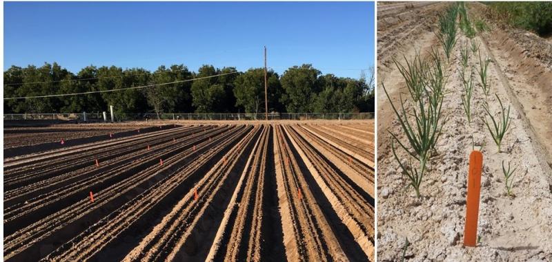 Images of onion fields